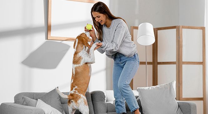 Cachorro em apartamento: dicas para manter seu pet ativo