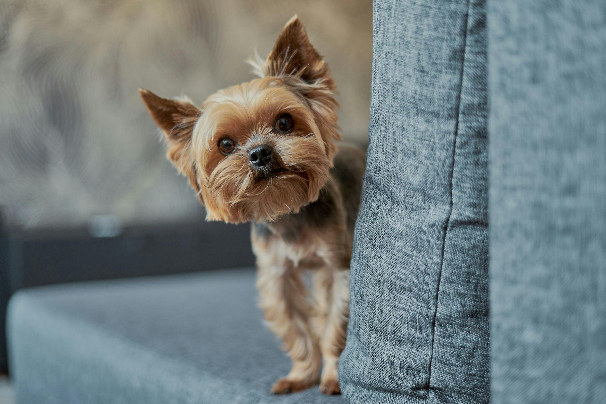 Cachorro em apartamento: como garantir o bem estar dos seus pets